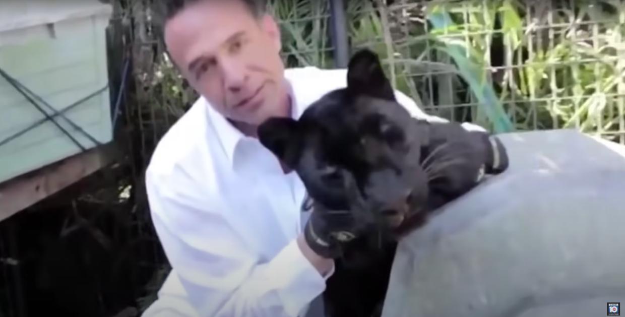 PETA Wants Broward Breeder’s License Revoked After His Leopard Scalped a Guy