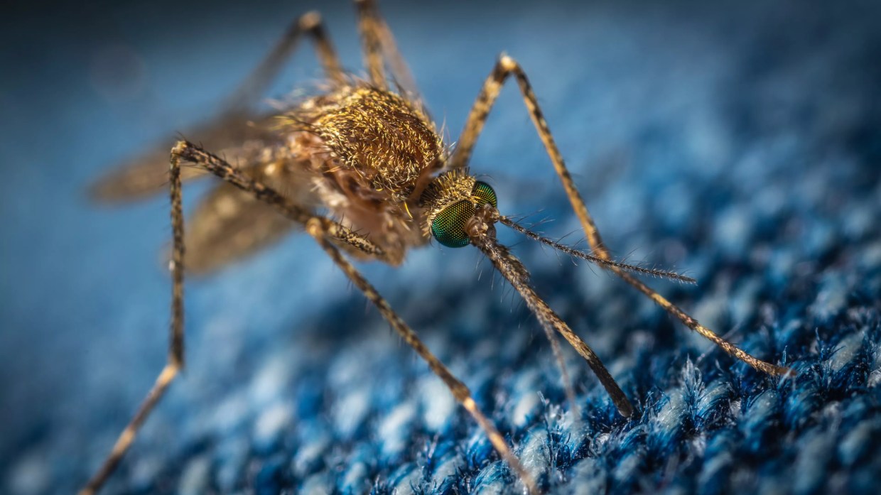 Florida’s “Container Mosquitoes” Are Probably Having Sex in Your Backyard