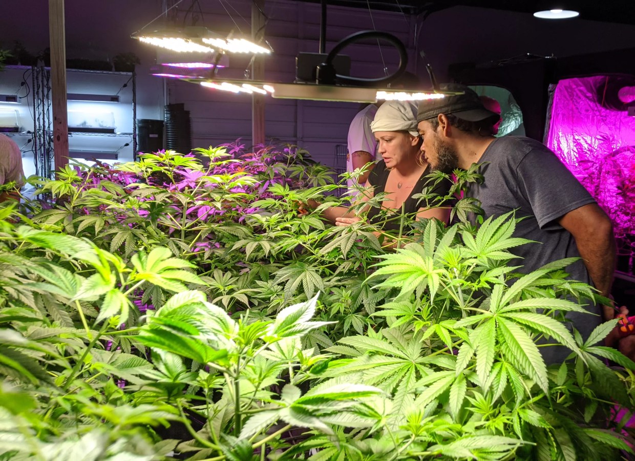 Florida’s Learn Sativa University Promises Higher Education