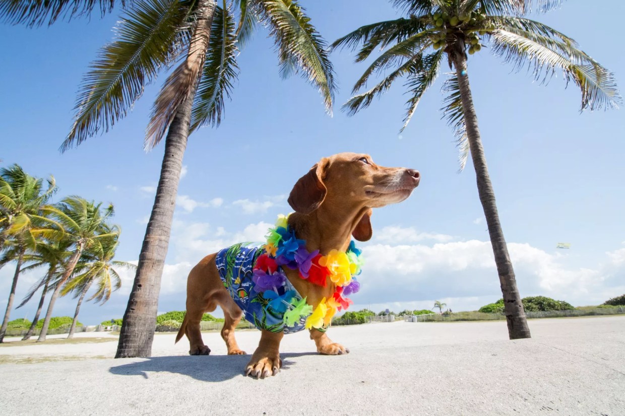The Best Free Things to Do in Miami This Week