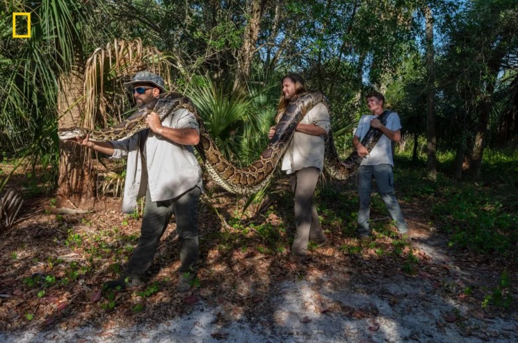 A massive python being carried by three men through a Florida wooded area