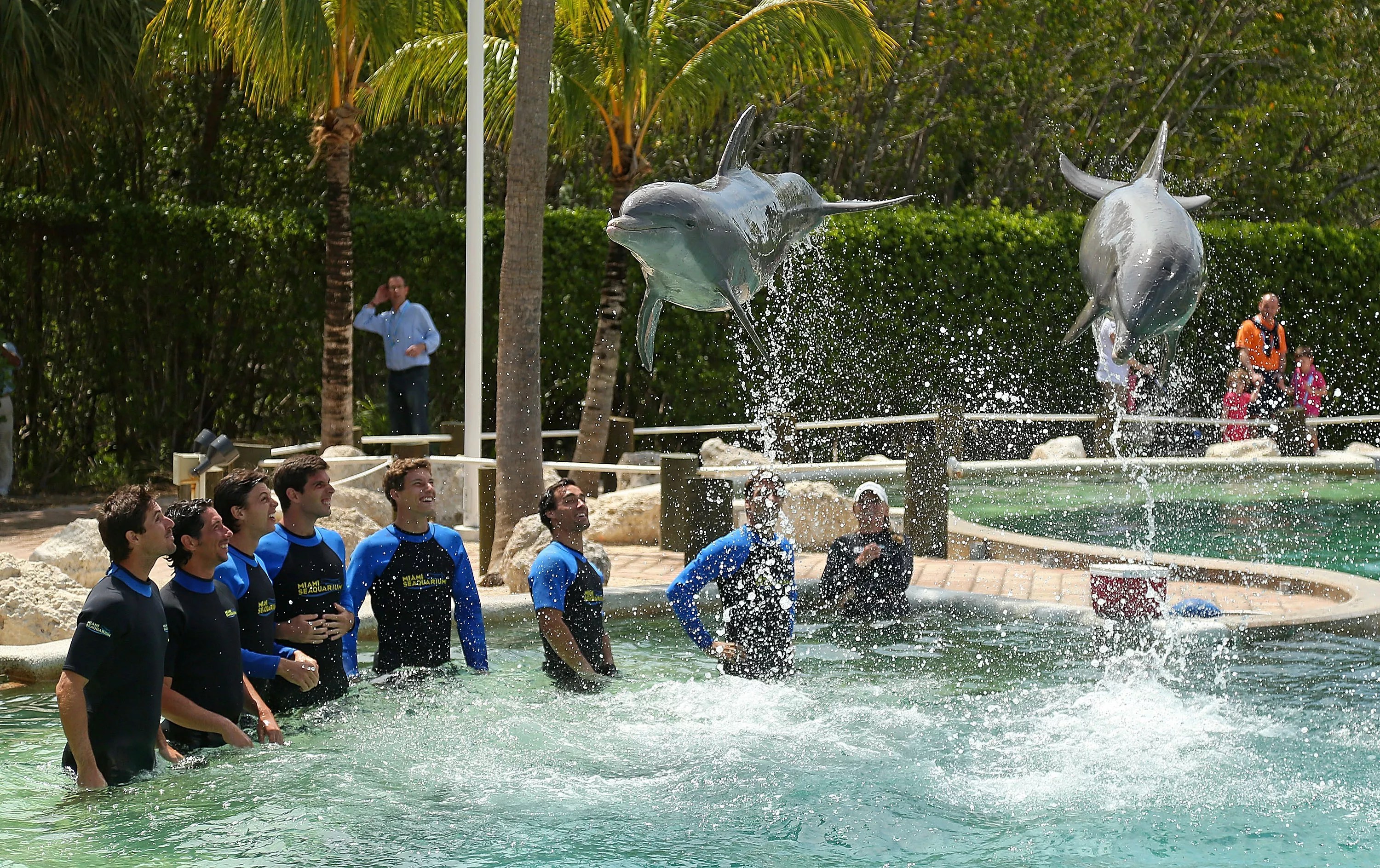 Dolphins perform at the Seaquarium in 2014