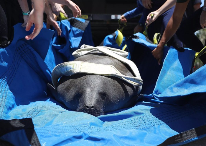 A Florida manatee in a white harness