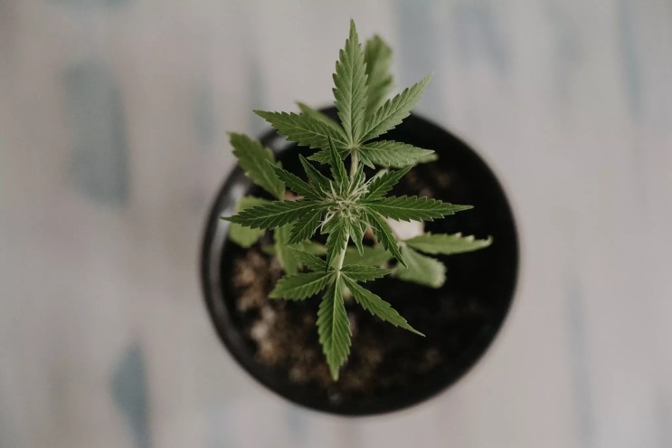 color photo of an immature marijuana plant in a flowerpot, shot from directly above