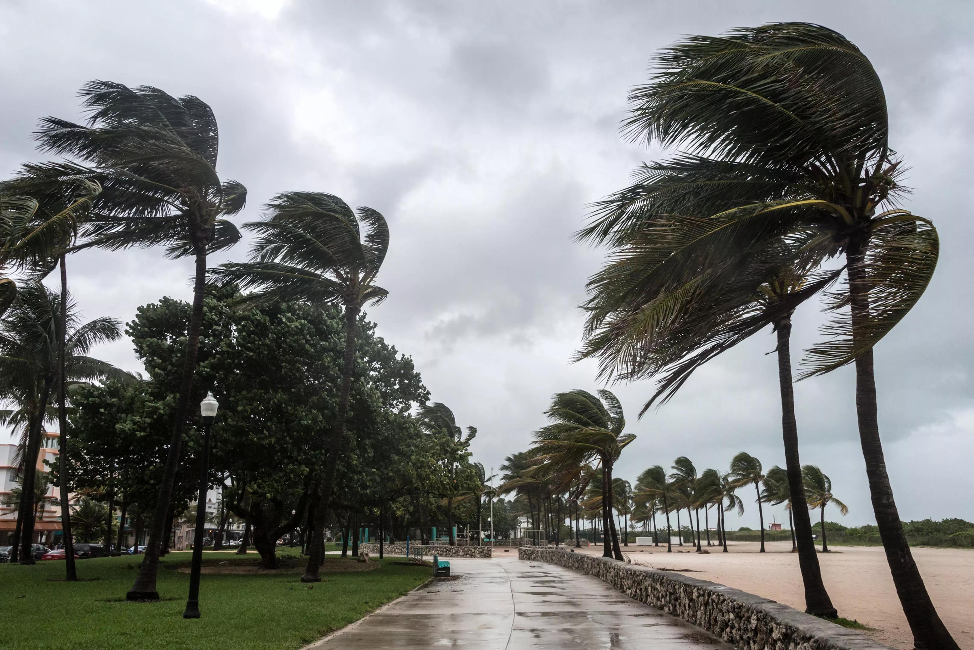 Tall palm trees blowing in the wind