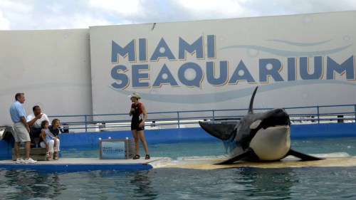 Ex-Miami Seaquarium Owner Eduardo Albor Reportedly Arrested in Cancun