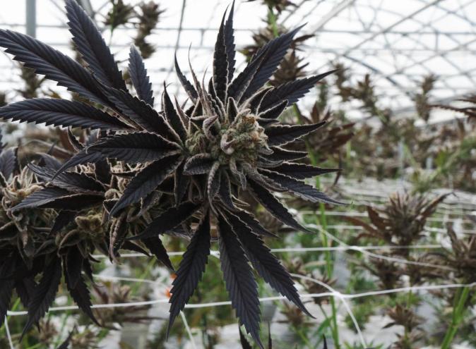 A burly, purple cannabis nugget