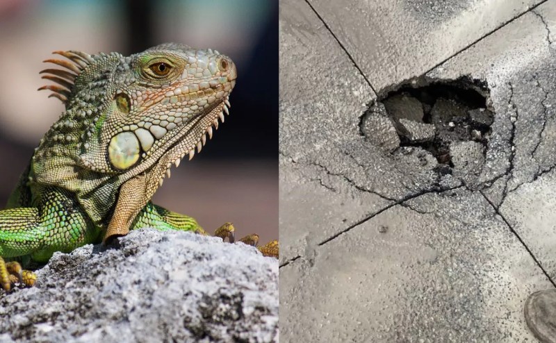 A split photo with a stern-looking iguana on the left, and a piece of cracked asphalt on the right