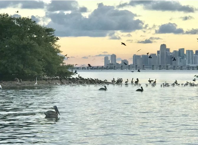 Various bird species congregate around Bird Key with the Miami skyline in the background