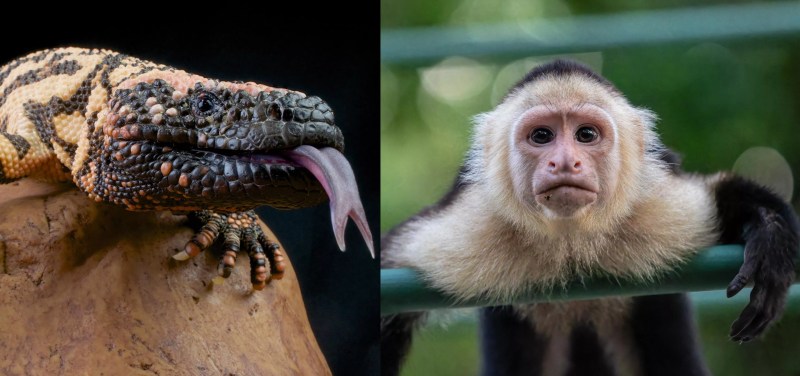 Closeup of a Gila monster with a protruding tongue, side-by-side photo of a Capuchin monkey with a stoic look