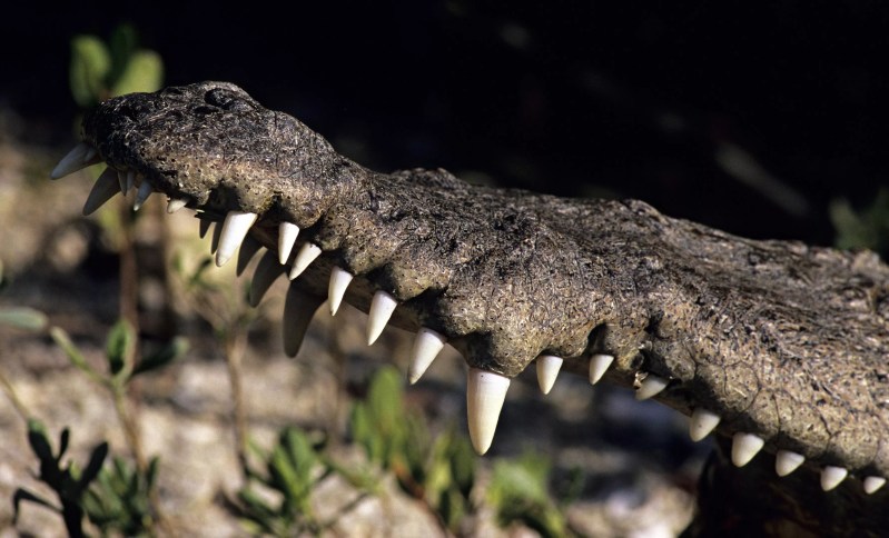 Closeup of a large crocodile's jaw open wide with rows of sharp teeth
