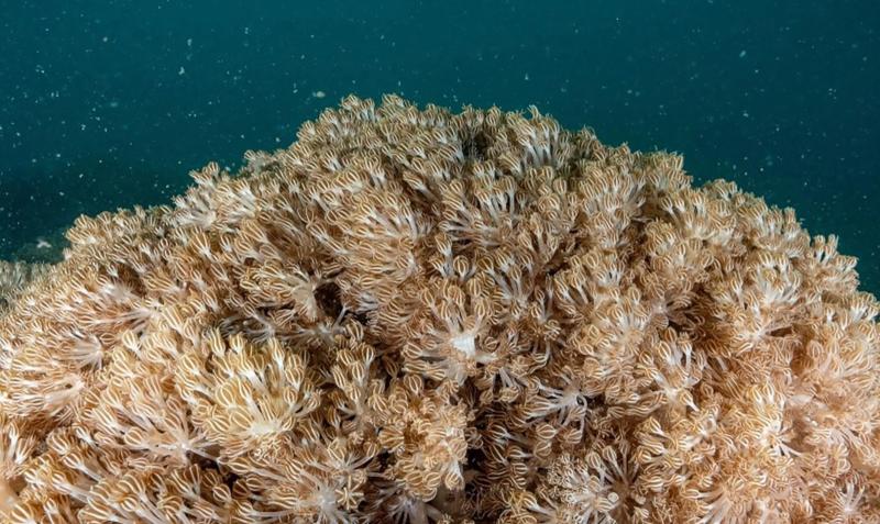 A colony of coral swaying in the seawater
