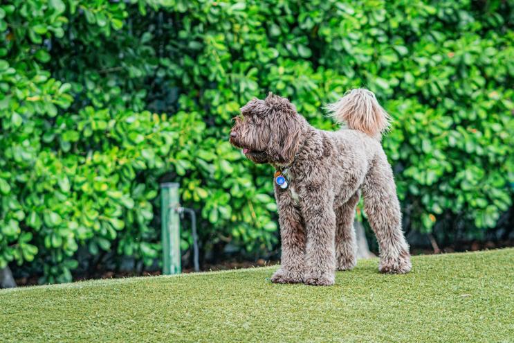 A dog playing the park