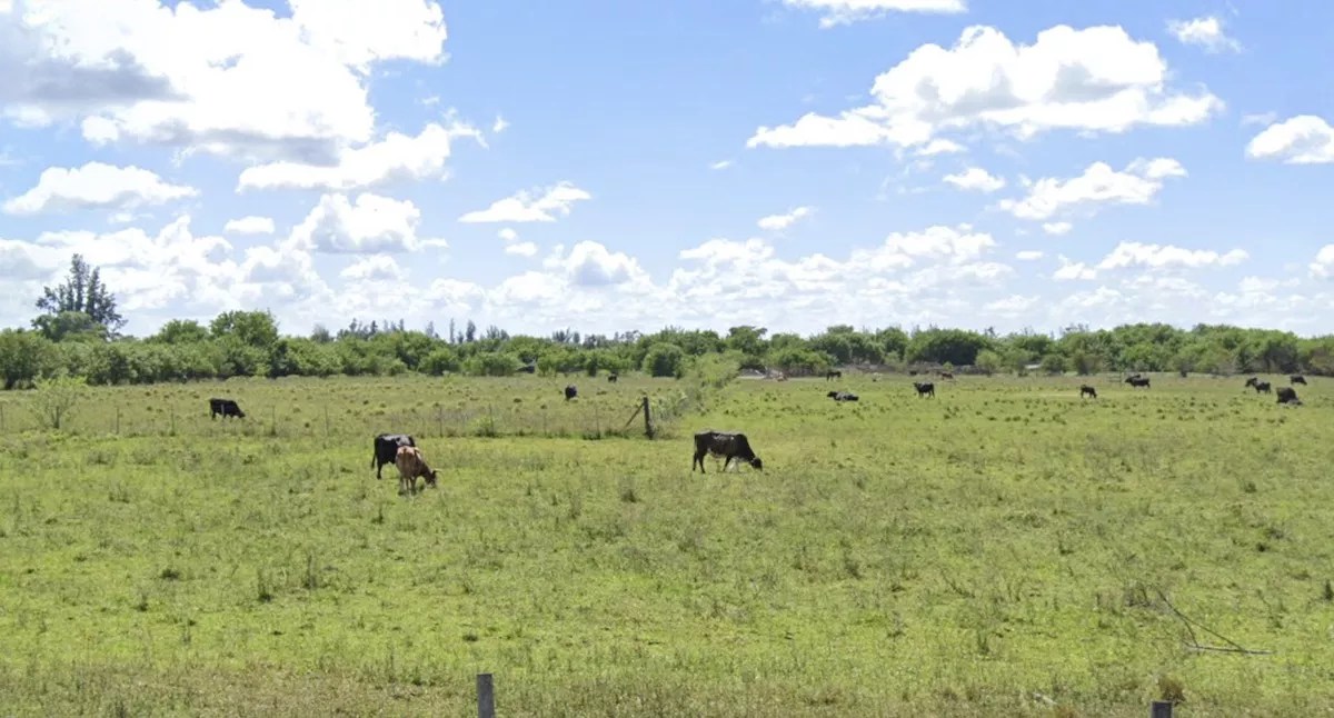 A photo shows cows grazing in a field in Doral.
