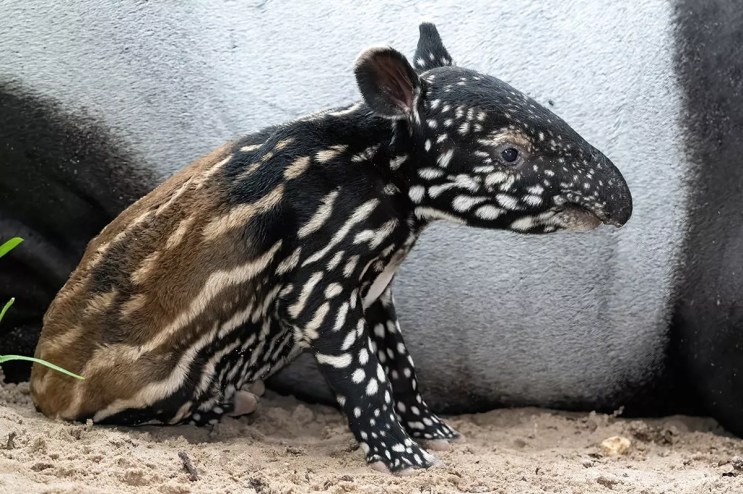 A baby Malayan tapir that was recently born at the Miami Zoo.
