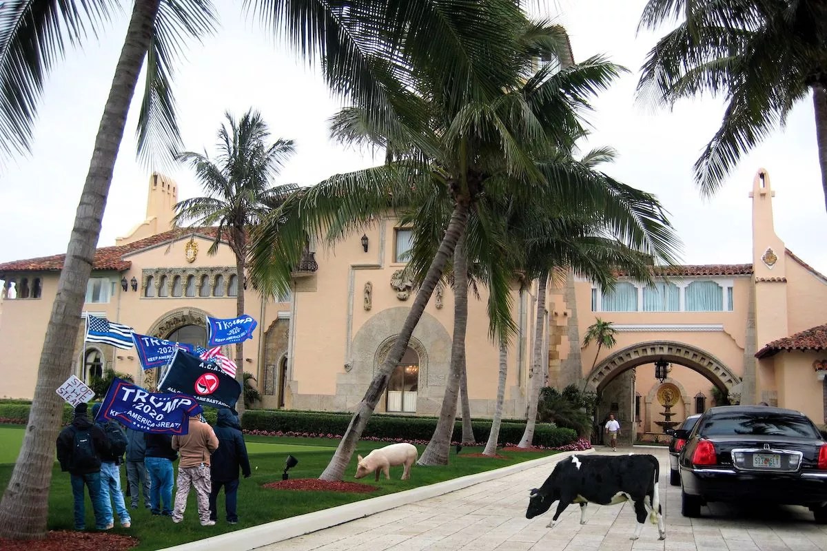 MAGA supporters, a pig, and a cow on the lawn of Mar-a-Lago