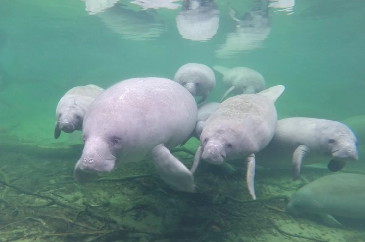 manatee