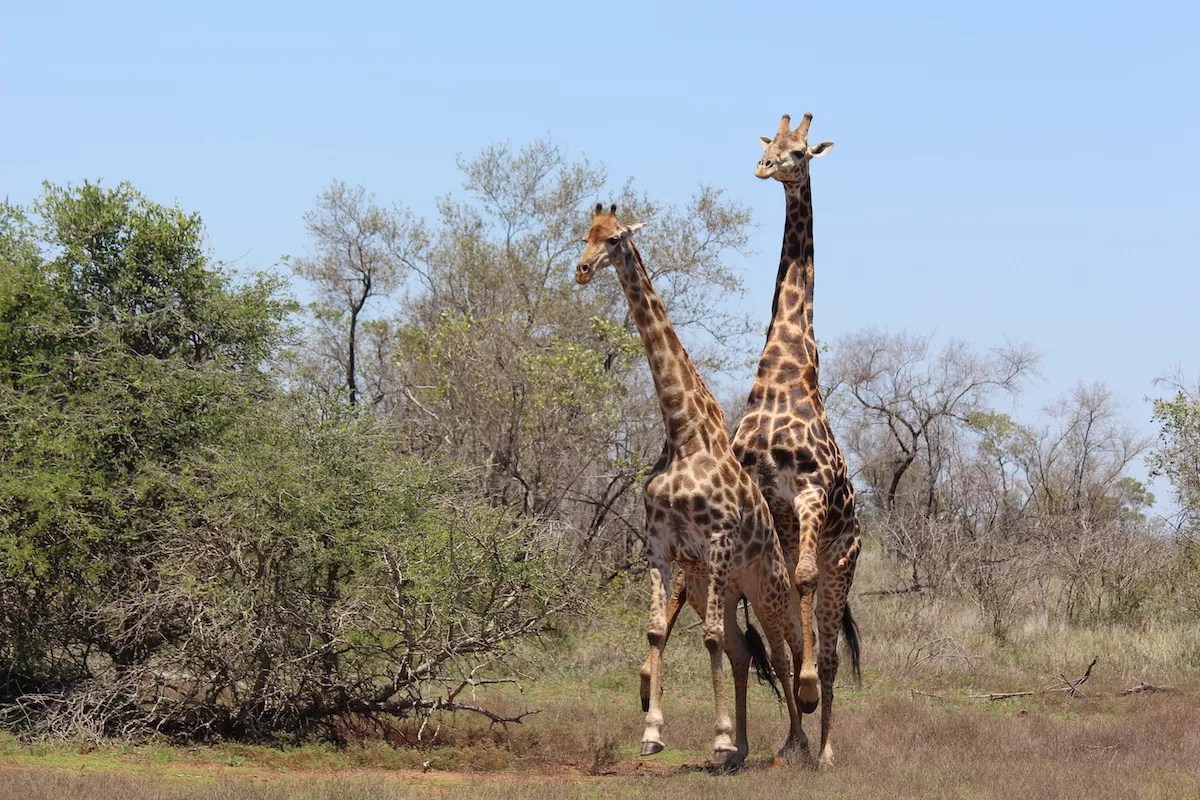 giraffes having sex in front of trees