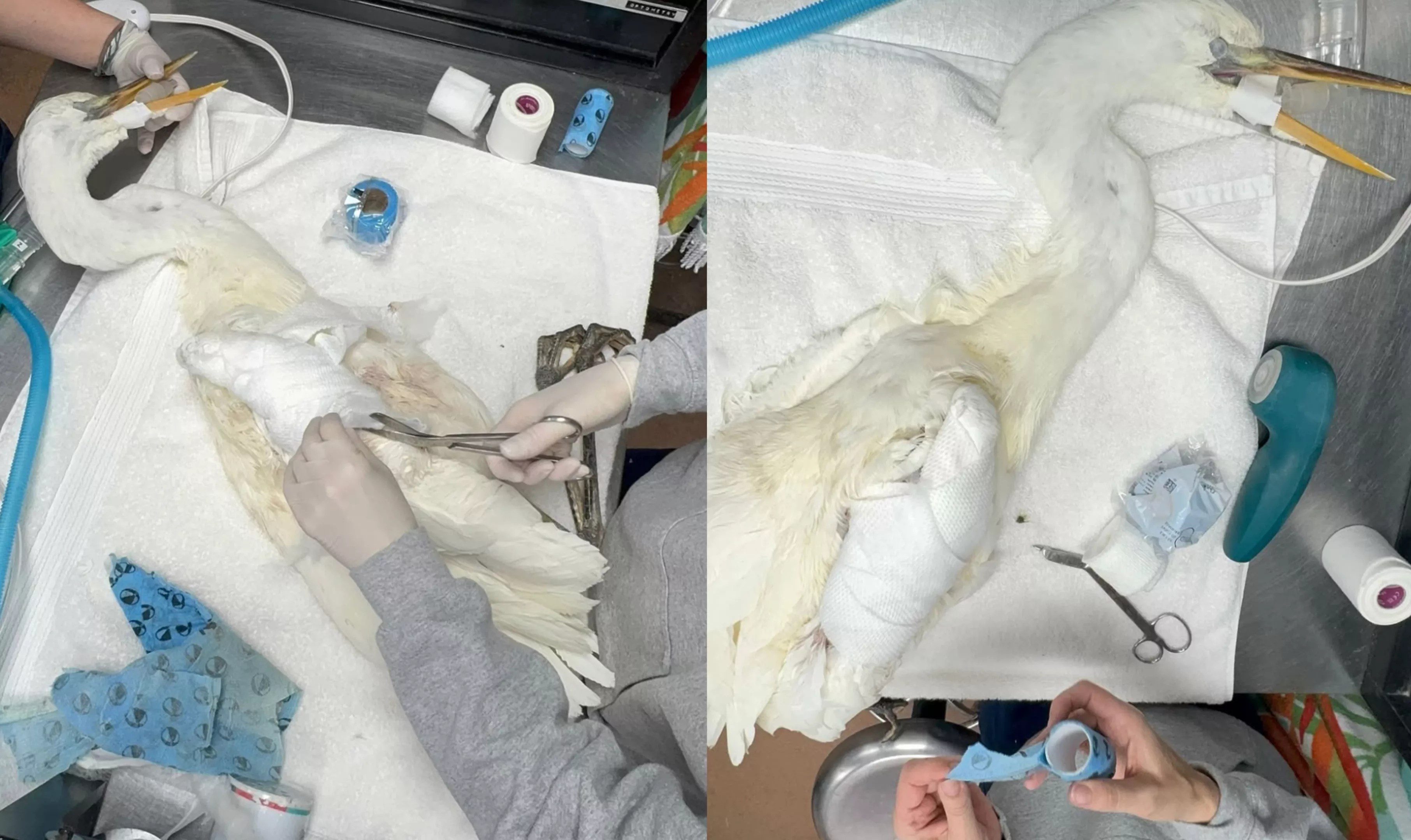 Two side by side photos of a Great White Heron's bandages being removed