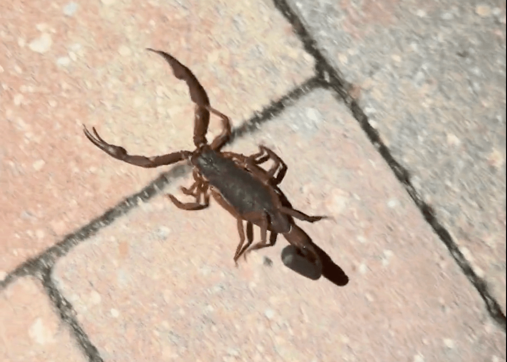 screenshot of a video of a scorpion crawling on a brick oardwalk