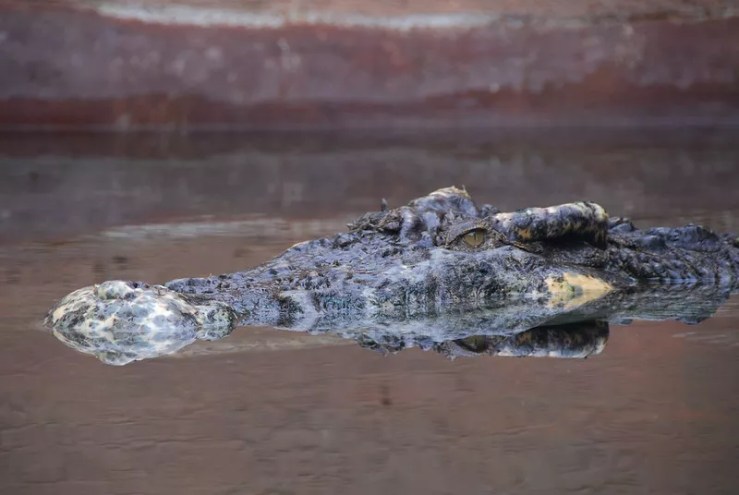 A crocodile looks menacing as it swims in the water