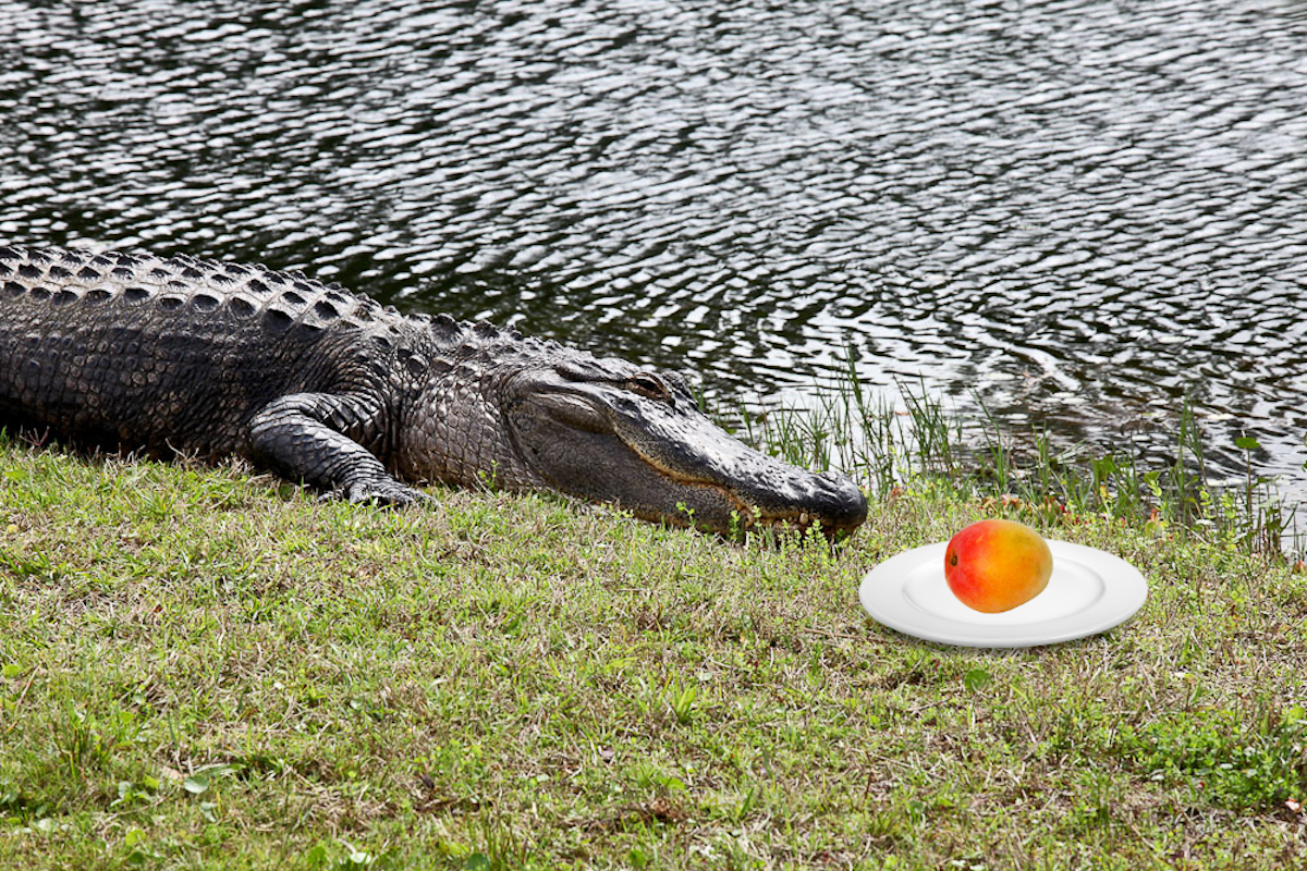 A photoshopped image of an Alligator sitting next to a plate with a mango.