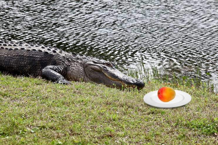 A photoshopped image of an Alligator sitting next to a plate with a mango.
