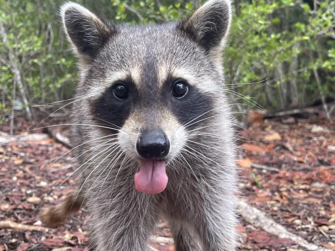 A raccoon sticks its tongue out/