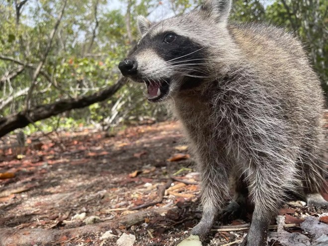 A raccoon snacks on melon on Raccoon Island.