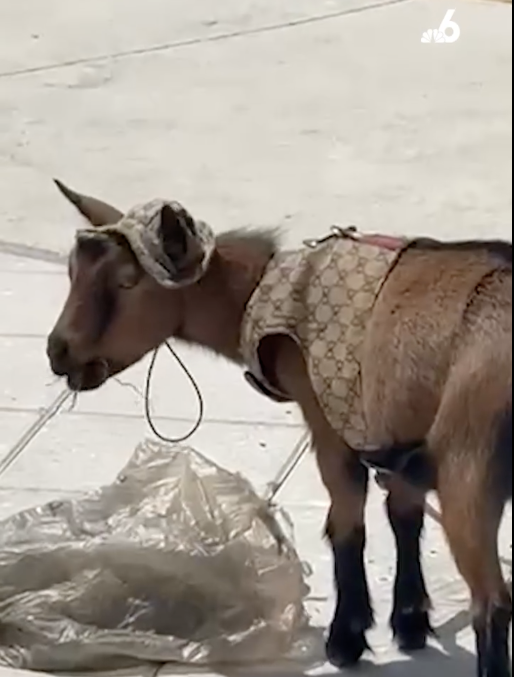 A small goat in a Gucci outfit eats straw outside Sawgrass Mills Mall in Sunrise.