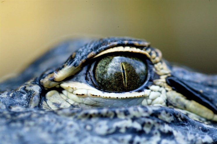 close-up on an alligator's eye