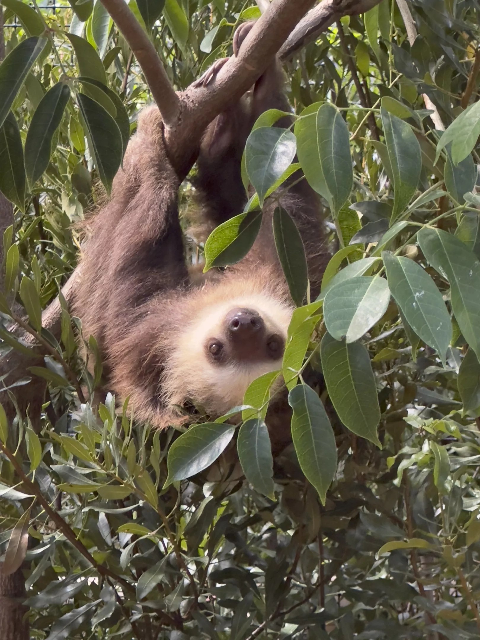 Fern, a one-year-old Hoffmann's two-toed sloth, is pictured exploring his new habitat at Palm Beach Zoo.